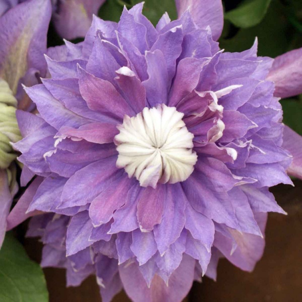 Clematis DIAMANTINA Evipo039