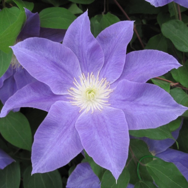 Clematis DIANAS DELIGHT Evipo026