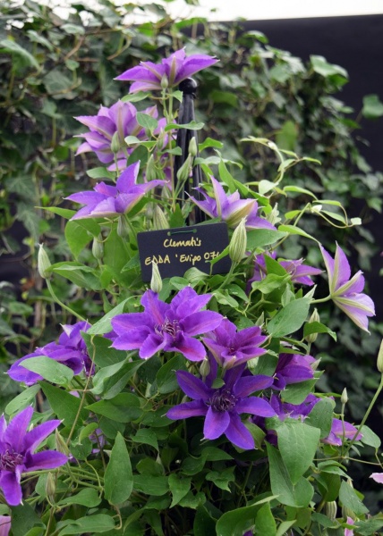 Clematis EDDA Evipo074