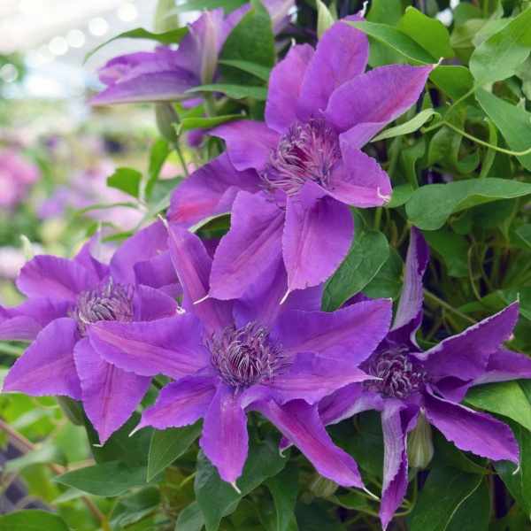 Clematis EDDA Evipo074