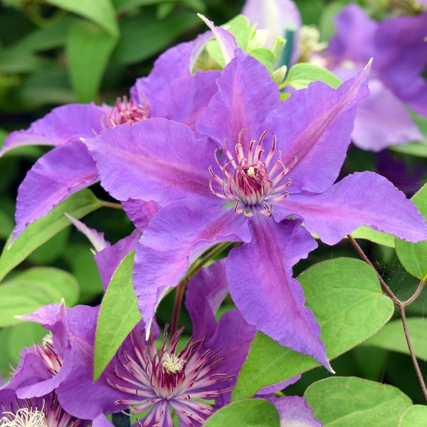 Clematis EDDA Evipo074