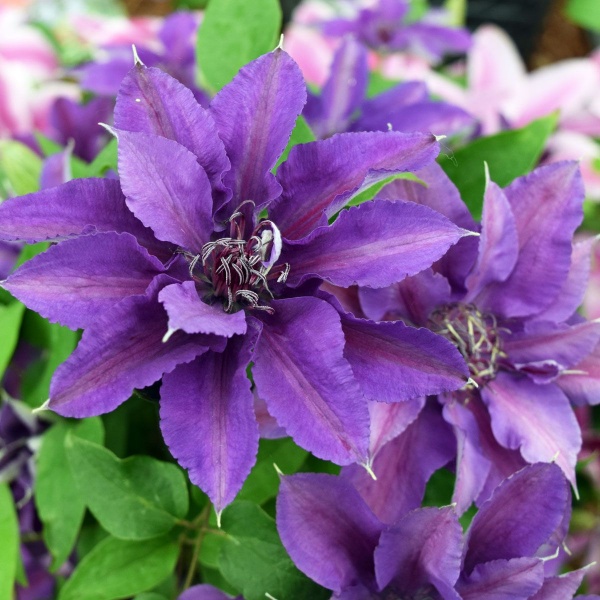 Clematis EDDA Evipo074