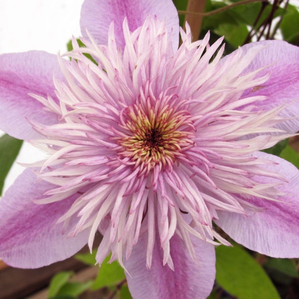 Clematis EMPRESS Evipo011