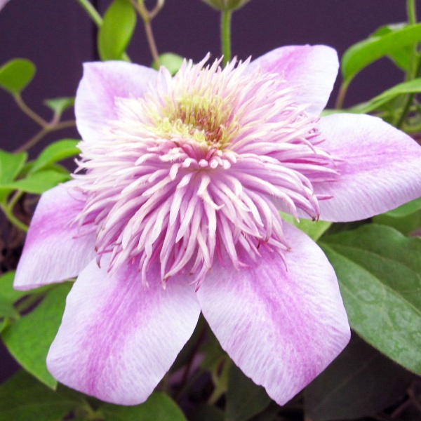 Clematis EMPRESS Evipo011