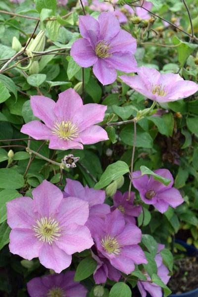 Clematis ENDELLION Evipo076