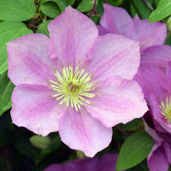 Clematis ENDELLION Evipo076