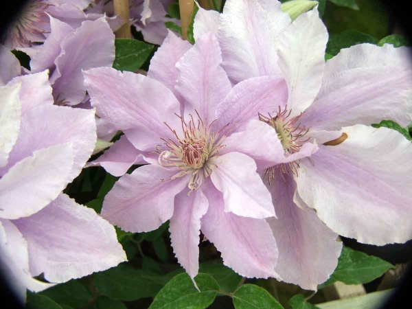 Clematis FILIGREE Evipo029