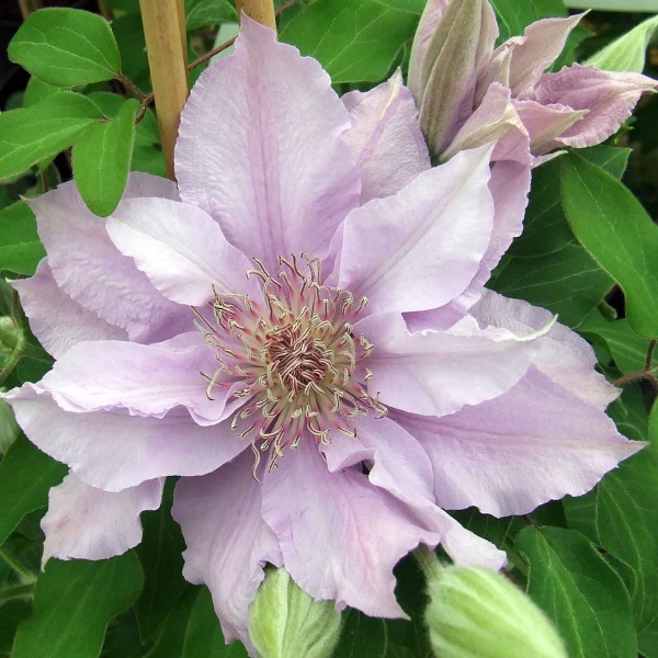 Clematis FILIGREE Evipo029