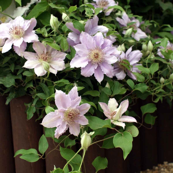 Clematis FILIGREE Evipo029