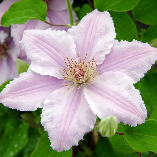 Clematis FILIGREE Evipo029