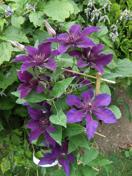 Clematis FLEURI Evipo042