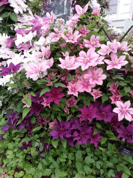 Clematis FLEURI Evipo042