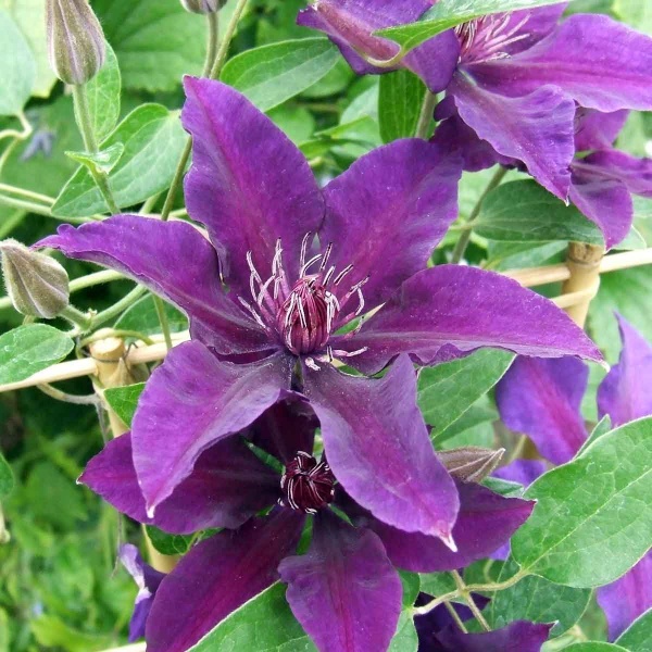 Clematis FLEURI Evipo042