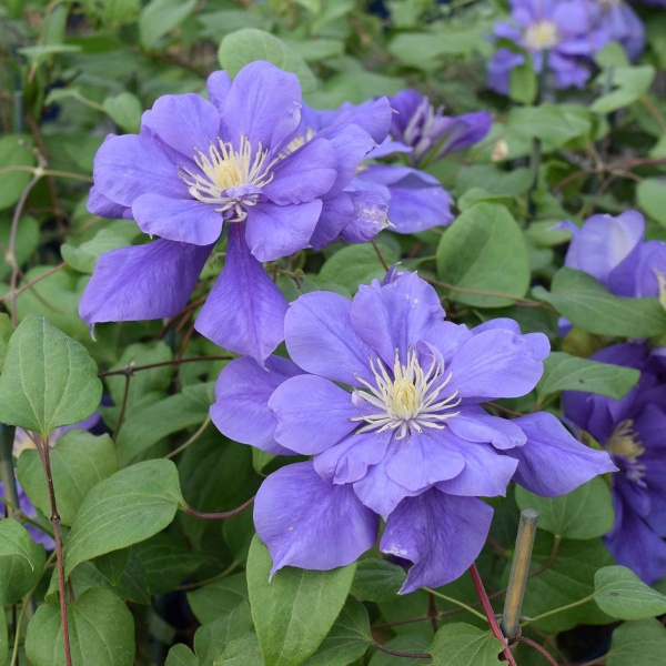 Clematis FRANZISKA MARIA Evipo008