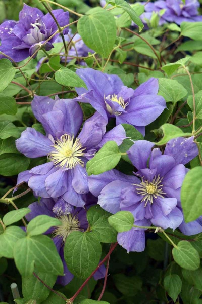 Clematis FRANZISKA MARIA Evipo008