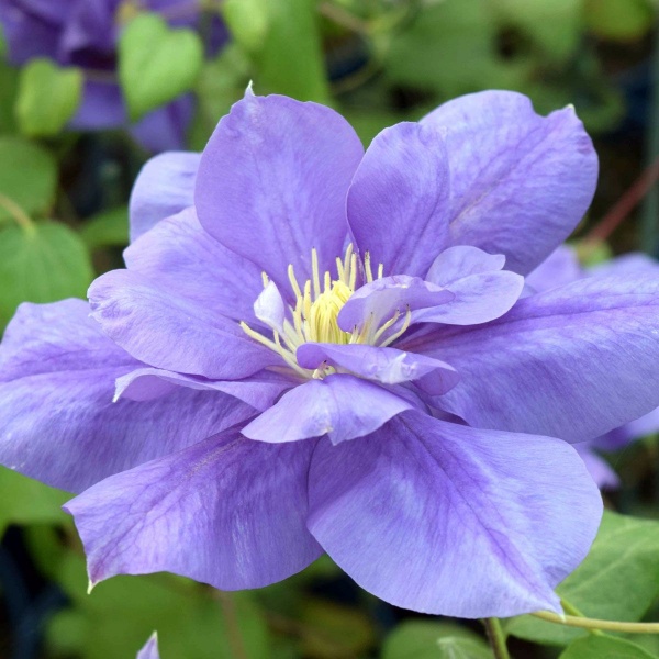 Clematis FRANZISKA MARIA Evipo008