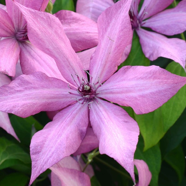 Clematis GISELLE Evipo051