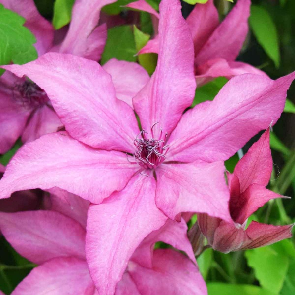Clematis GISELLE Evipo051