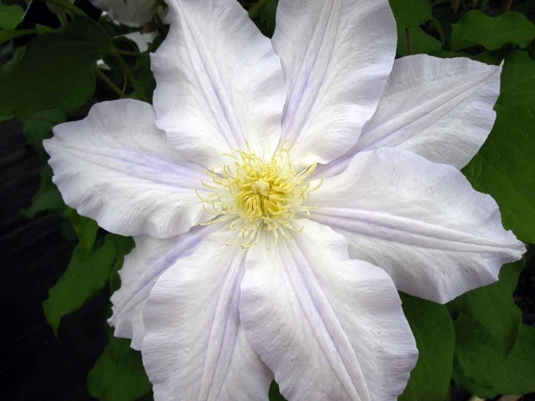 Clematis ICE BLUE Evipo003