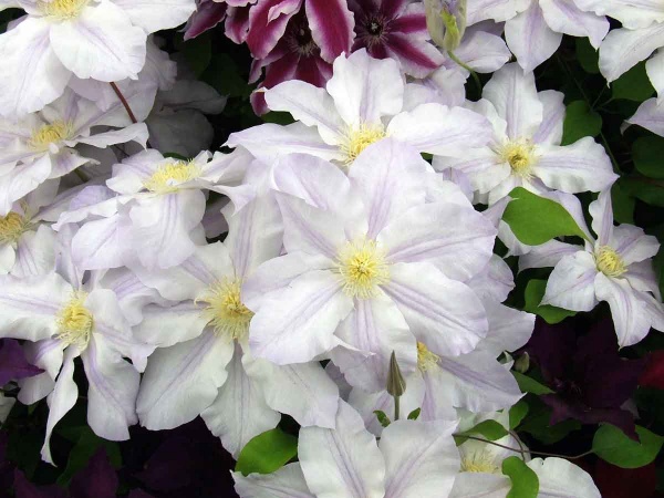 Clematis ICE BLUE Evipo003