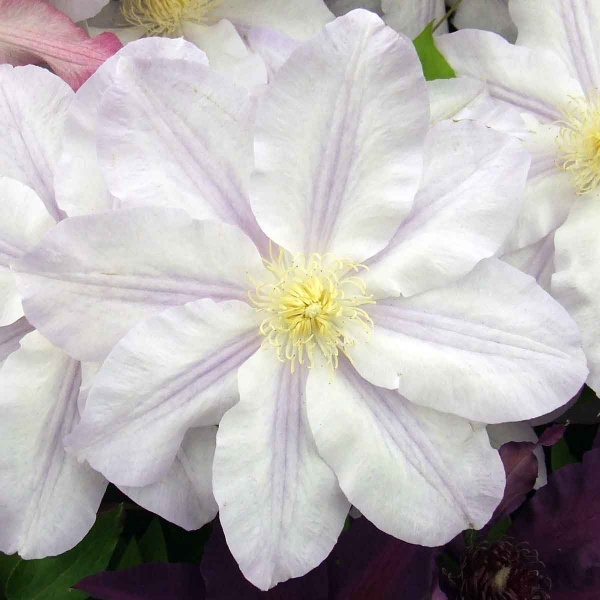 Clematis ICE BLUE Evipo003