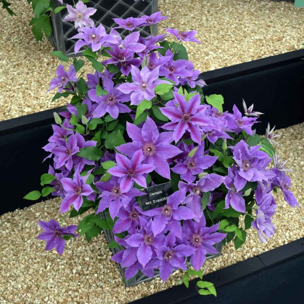 Clematis INES Evipo059