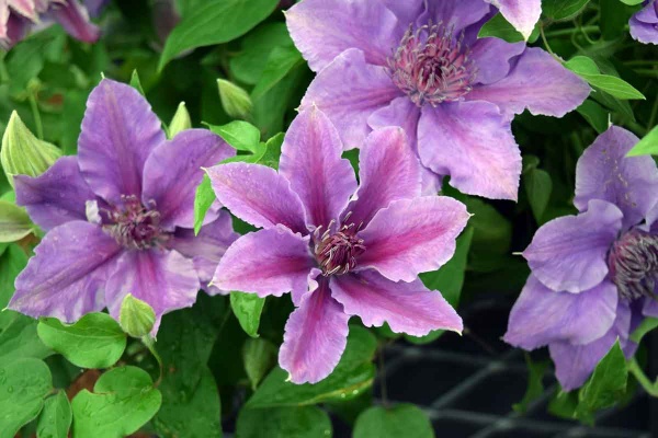 Clematis INES Evipo059