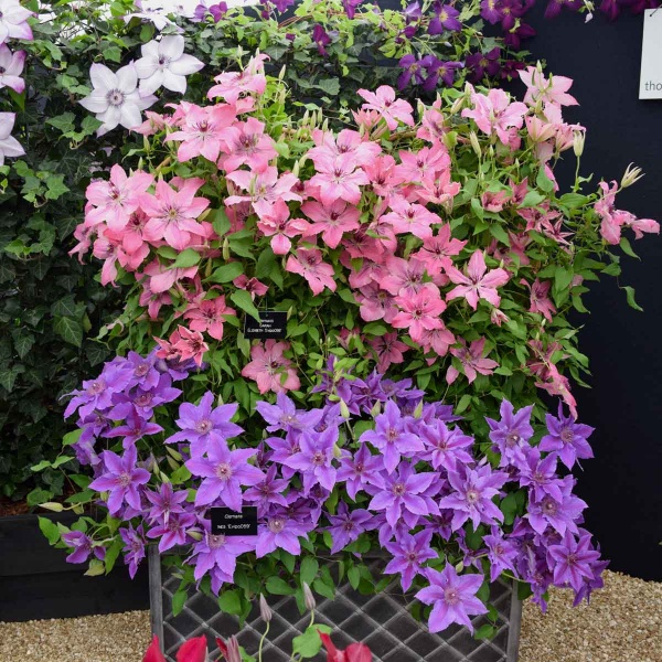 Clematis INES Evipo059