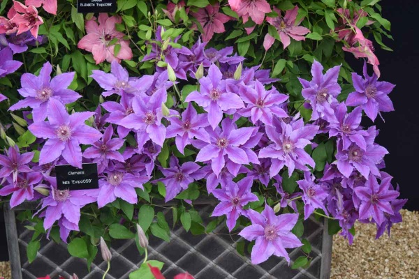 Clematis INES Evipo059