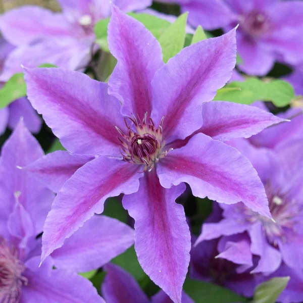 Clematis INES Evipo059