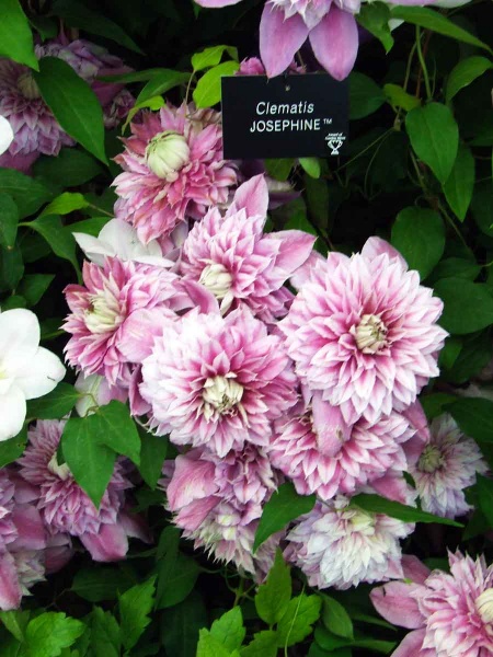 Clematis JOSEPHINE Evijohill