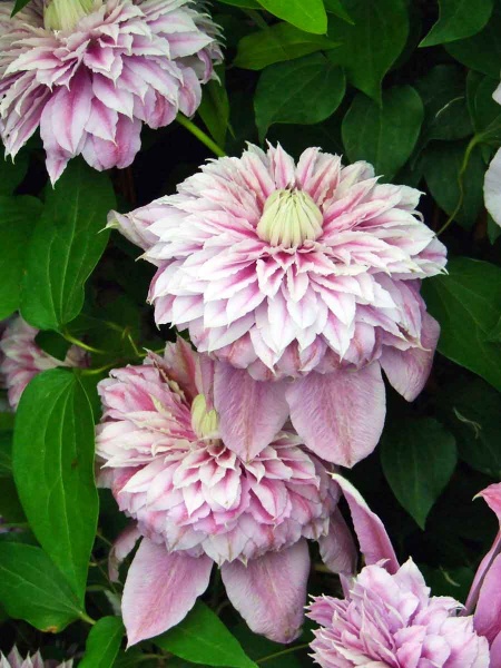 Clematis JOSEPHINE Evijohill