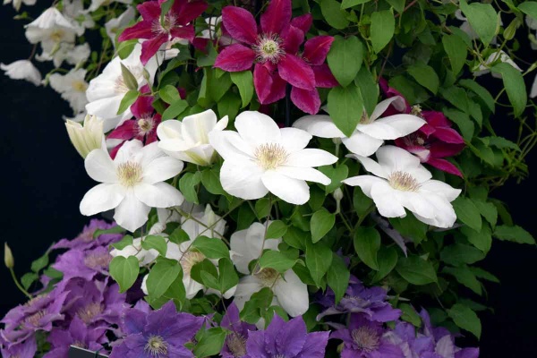 Clematis JULIANE Evipo049