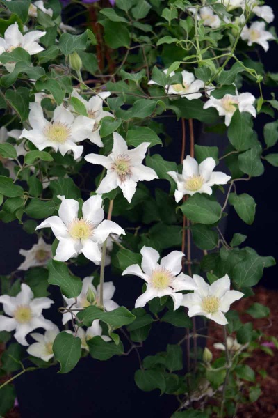 Clematis KITTY Evipo097