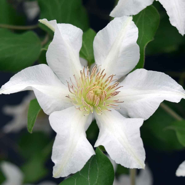 Clematis KITTY Evipo097