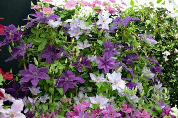 Clematis MASA Evipo089