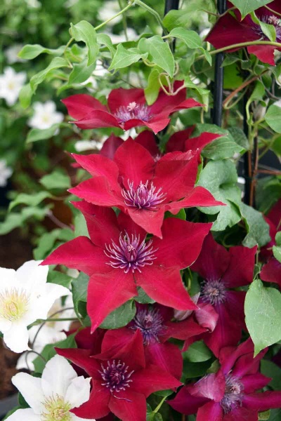 Clematis NUBIA Evipo079