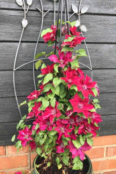 Clematis NUBIA Evipo079