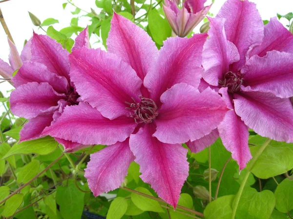 Clematis OOH LA LA Evipo041