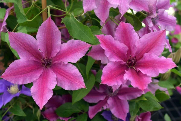 Clematis OOH LA LA Evipo041