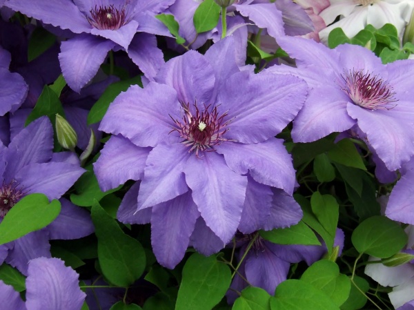 Clematis PARISIENNE Evipo019