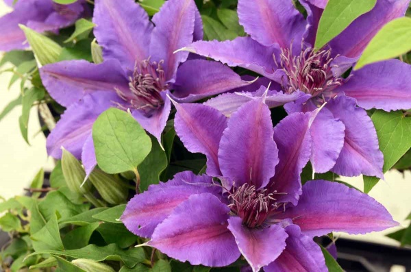 Clematis PAULIE Evipo058