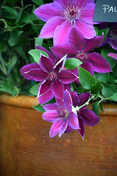 Clematis PAULIE Evipo058