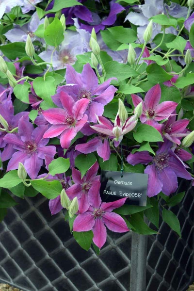 Clematis PAULIE Evipo058