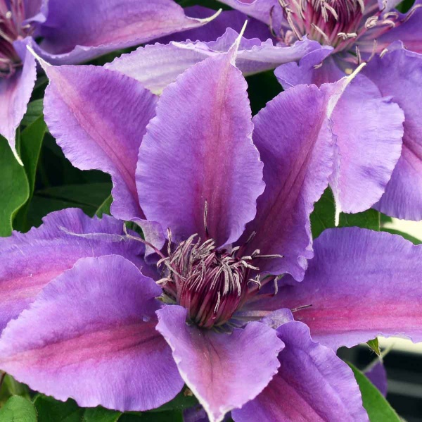 Clematis PAULIE Evipo058