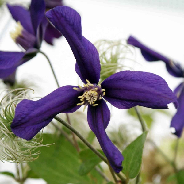 Clematis PETIT FAUCON Evisix