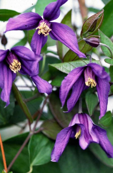 Clematis PETIT FAUCON Evisix