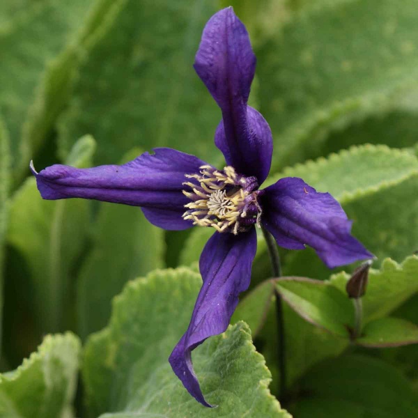 Clematis PETIT FAUCON Evisix