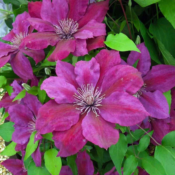 Clematis PICARDY Evipo024
