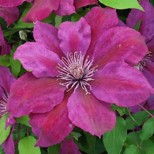 Clematis PICARDY Evipo024